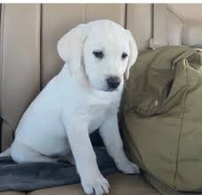 Damascus way labradors has your next white lab puppy. The Difference Between A White And A Yellow Lab