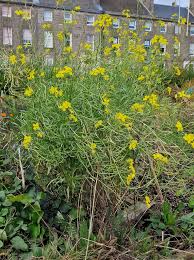 Image result for Diplotaxis tenuifolia