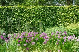 European Beech Fagus Sylvatica Is A A Great Hedge For Shady Gardens Hedges Shadegarden Shadeplants Shade Shrubs Hedges Shade Plants