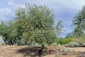 Image result for Prosopis glandulosa