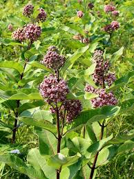 Asclepias Syriaca Common Milkweed World Of Flowering Plants Milkweed Plant Asclepias Milkweed