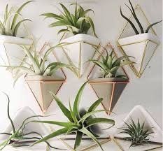 Trigg Large Wall Display Plant Wall Decor Wall Planters Indoor Plant Decor Indoor
