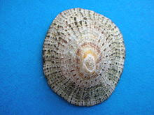 Stella di mare provides an array of culinary delights, regardless of which restaurant you choose. Patella Zoologia Wikipedia