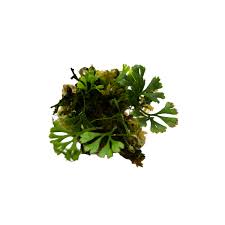 Image result for Elaphoglossum acrostichoides