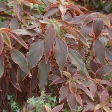 Image result for Acalypha polymorpha
