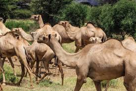 Ideally suited to this landscape, riding on a camel, with. Cannundrums Camel Hump Fat