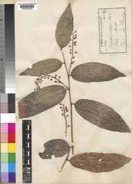 Image result for Dasylepis eggelingii