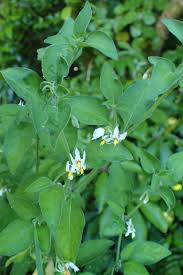 Image result for Solanum chenopodioides