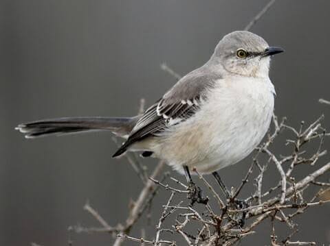 Science Corner - The Incredibly Cool Northern Mockingbird