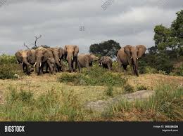 Look up in linguee suggest as a translation of a herd of elephants Elephant Loxodonta Image Photo Free Trial Bigstock