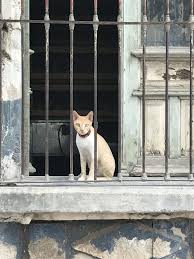 Pin Von Idil Pirim Auf Kapi Pencereden Bakanlar Katzen