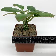 Image result for Dorstenia nyungwensis