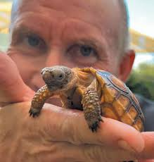 LC 05 2023 by Larchmont Chronicle