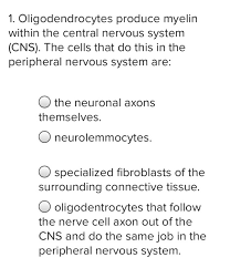 Cerebrum (temporal lobe, parietal lobe. 1 Oligodendrocytes Produce Myelin Within The Central Chegg Com