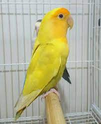 Pin De Omar Rojas En Popiki Pajaros Hermosos Aves Exoticas Pajaros