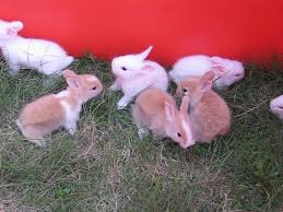 Having Baby Bunnies At Your Home Here Are 7 Tips To Take Care Of Them Animal Lova