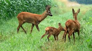 Fugger vom reh, eine line des schwäbischen adelsgeschlechtes der fugger hagen reh, ortsteil von hohenlimburg im sauerland reh, in mitteleuropa der häufigste vertreter der hirsche. Natur Exclusiv Unser Wild Reh Und Hirsch Natur Exclusiv Br Fernsehen Fernsehen Br De