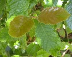 Image result for Curtisia dentata