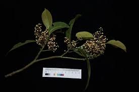 Image result for Lauraceae