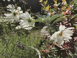 Lindsey Taylor Gardens Plants Lindsey Taylor