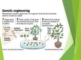 Transgenic organism genetically modified organisms (gmos) are produced by inserting genetic material (sometimes from another species) into a plant such that the new genetic material will provide the plant the ability to exhibit some desirable trait (i.e., genetic engineering). Transgenic Organisms What Is A Transgenic Organism Transgenic