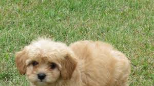 Royal dutch police dog association. Happy Male Cavachon Puppy Cavalier King Charles X Nonshedding Bichon Frise America S Pet Registry