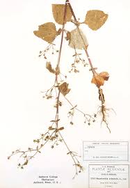 Image result for Sigesbeckia