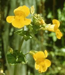 Image result for Mimulus