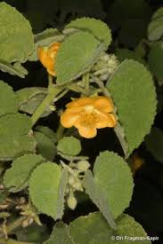 Image result for Abutilon hirtum