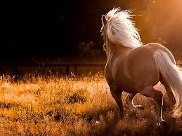 Border collie (2 years old). Red Horse Field With Dry Grass Sunset Computer Desktop Wallpapers Wallpapers13 Com