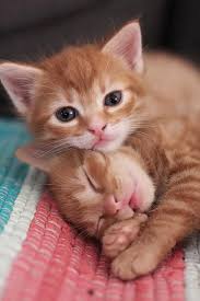 Wallpaper kucing memiliki banyak sekali koleksi wallpaper kucing, jika anda termasuk salah satu dari mereka yang menyukai dunia fantasi wallpaper gambar kucing yang menakjubkan inilah tempat anda mendapatkan banyak. Imut Kucing Sedikit Hewan Bayi Lucu Manis Sekali Pikist