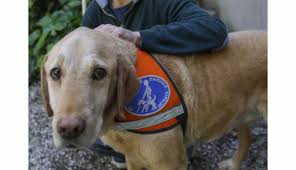 Maybe you would like to learn more about one of these? Valence Une Famille Pour Espion Chien Guide D Aveugle Bientot A La Retraite