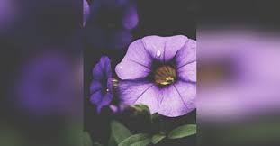 Obituary information for Debra Ann Hogan