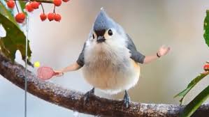 Birds With Human Arms Video Real Birds With Wacky Arms Wacky Funny Gif Birds