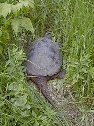 السلحفاة حياتها وانواعها بالصور