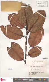 Image result for Ficus pseudomangifera