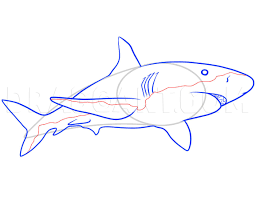 How to draw a shark step by step. How To Draw A Shark Step By Step Drawing Guide By Dawn Dragoart Com