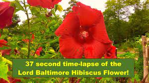 In addition to 'lord baltimore' there are many other spectacular hybrid cultivars of hibiscus that are hardy to zones 4 or 5, as well as named selections of h. A 37 Second Time Lapse Of The Lord Baltimore Hibiscus Flower Youtube