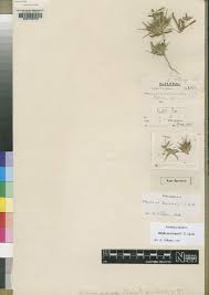 Image result for Blepharis stuhlmannii