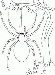 Draw a spider coloring page. Spider Outline Coloring Pages Spider Printable Coloring4free Coloring4free Com