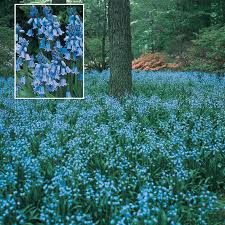 Bluebells Shop Our Stunning English Bluebell Bulbs Breck S