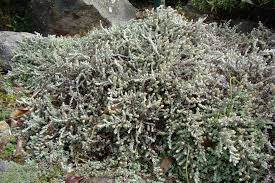 Image result for Helichrysum kirkii