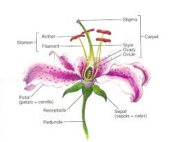 Plant Meiosis Parts Of A Flower Flower Structure Flower Anatomy