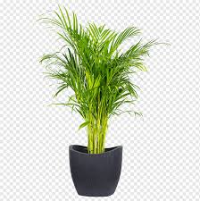 Indoor palm plants can be an expensive choice of plant for the home.compared to other types. Areca Palm Houseplant Flowerpot Flower Box Spineless Yucca Dypsis Lutescens Png Pngwing
