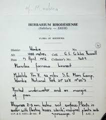 Image result for Marsilea nubica