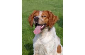 Image result for bretanský dlouhosrstý ohař