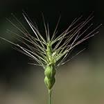 Image result for Andropogon festuciformis