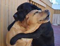 Esta festividad se celebra un día u otro, dependiendo el país, en el caso de españa se celebra el 21 de julio porque en verano es en la época del año en la que más perros se abandonan en nuestro país. Feliz Dia Mundial Del Perro 2019 4 Frases Dedicadas A Nuestros Queridos Perros Schnauzi Com