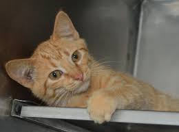 Click here to view cats in north carolina for adoption. Anderson Animal Shelter Offers Free Cat Kitten Adoptions