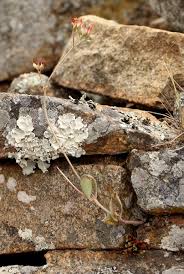 Image result for Kalanchoe rotundifolia